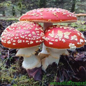 Red / Orange AM Fly Mush Caps For Decor - Dried - 28grs